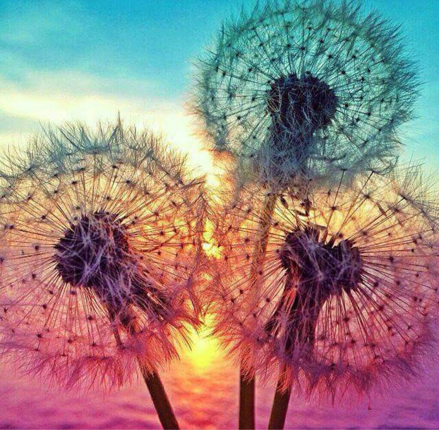 Paardenbloemen zonsondergang Diamond Painting Planet