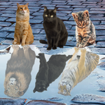 Katten spiegelbeeld Diamond Painting Planet