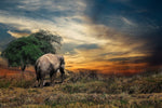 Olifant bij Afrikaanse zonsondergang Diamond Painting Planet