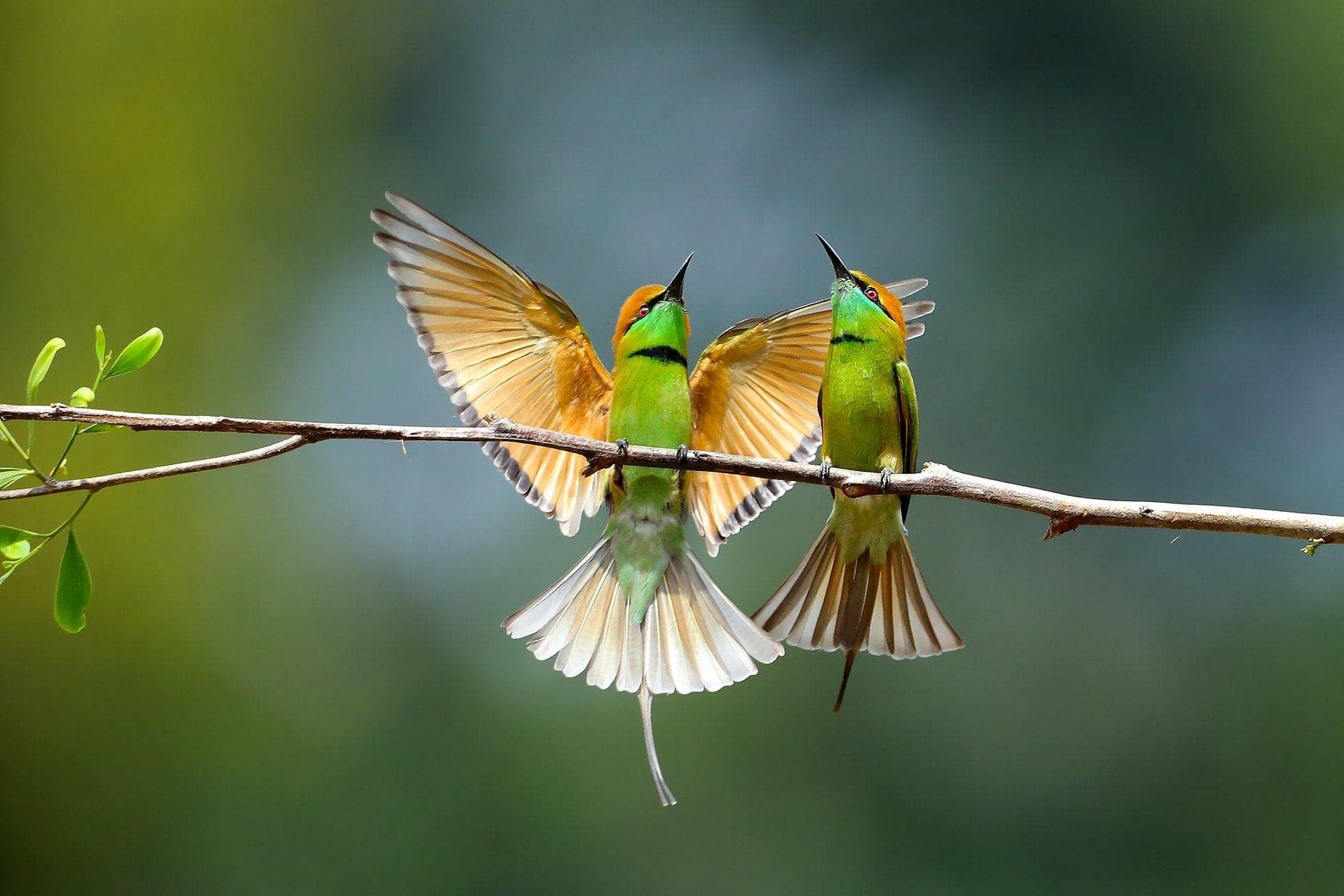 Vogel vriendjes Diamond Painting Planet